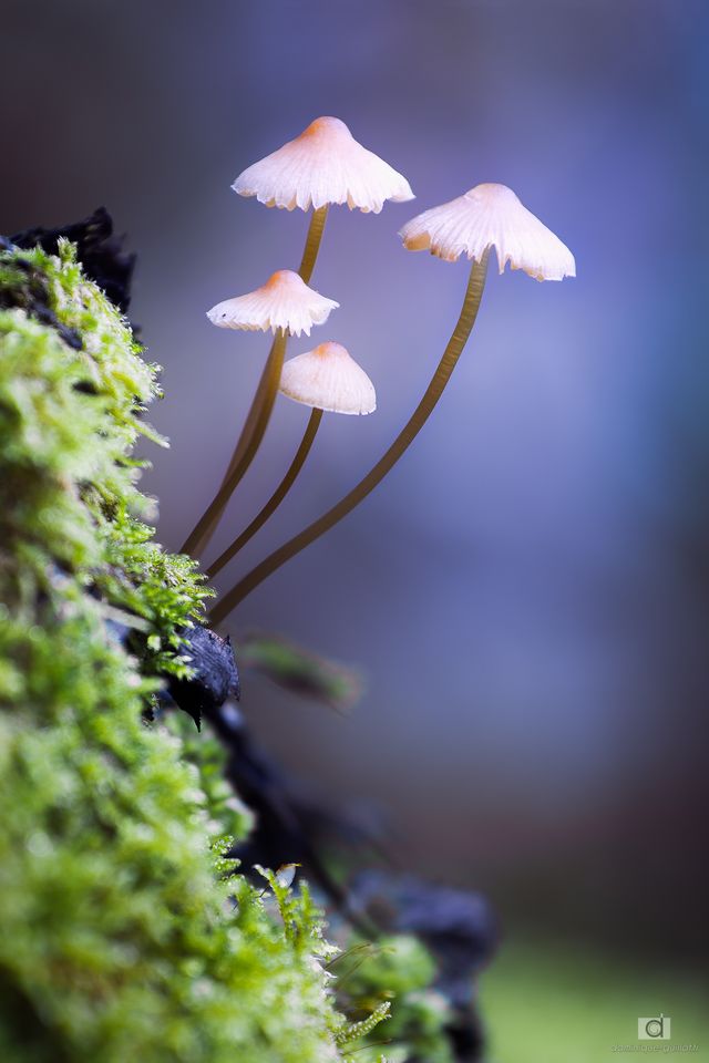 La famille champignon